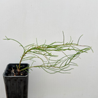 Allocasuarina paludosa (Swamp Sheoak)
