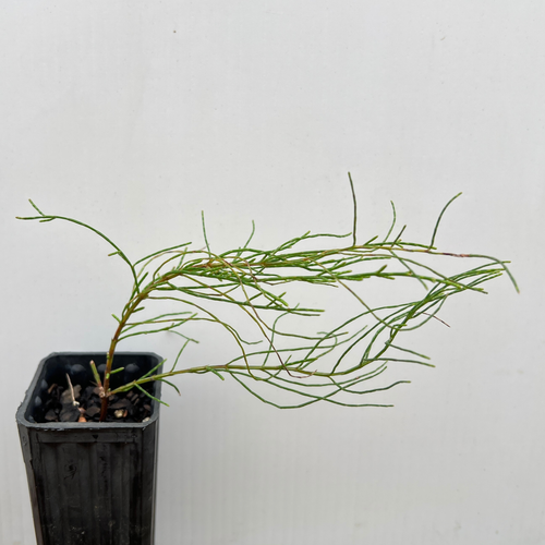 Allocasuarina paludosa (Swamp Sheoak)
