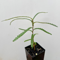 Banksia cunninghamii