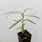 Banksia cunninghamii