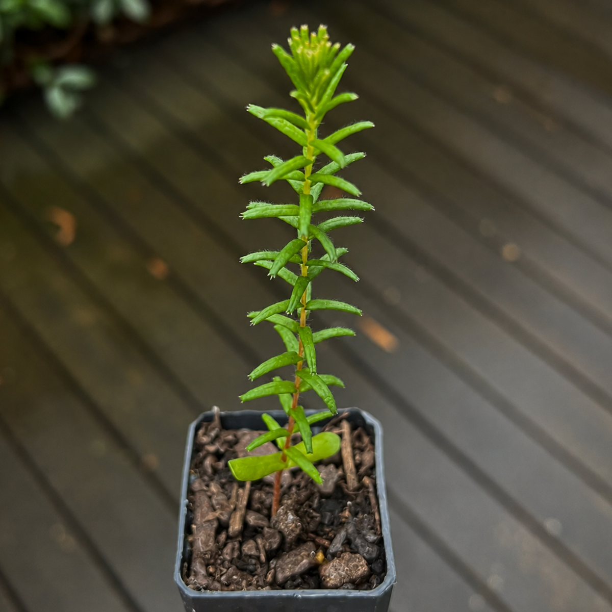 Banksia ericifolia (Heath-leaved Banksia)