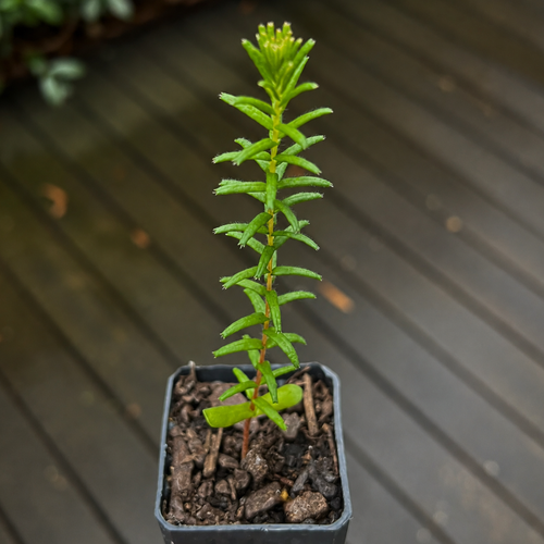 Banksia ericifolia (Heath-leaved Banksia)