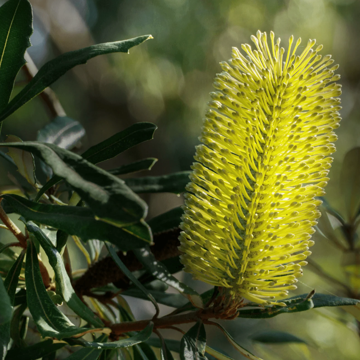 Banksia integrifolia (Coast Banksia)