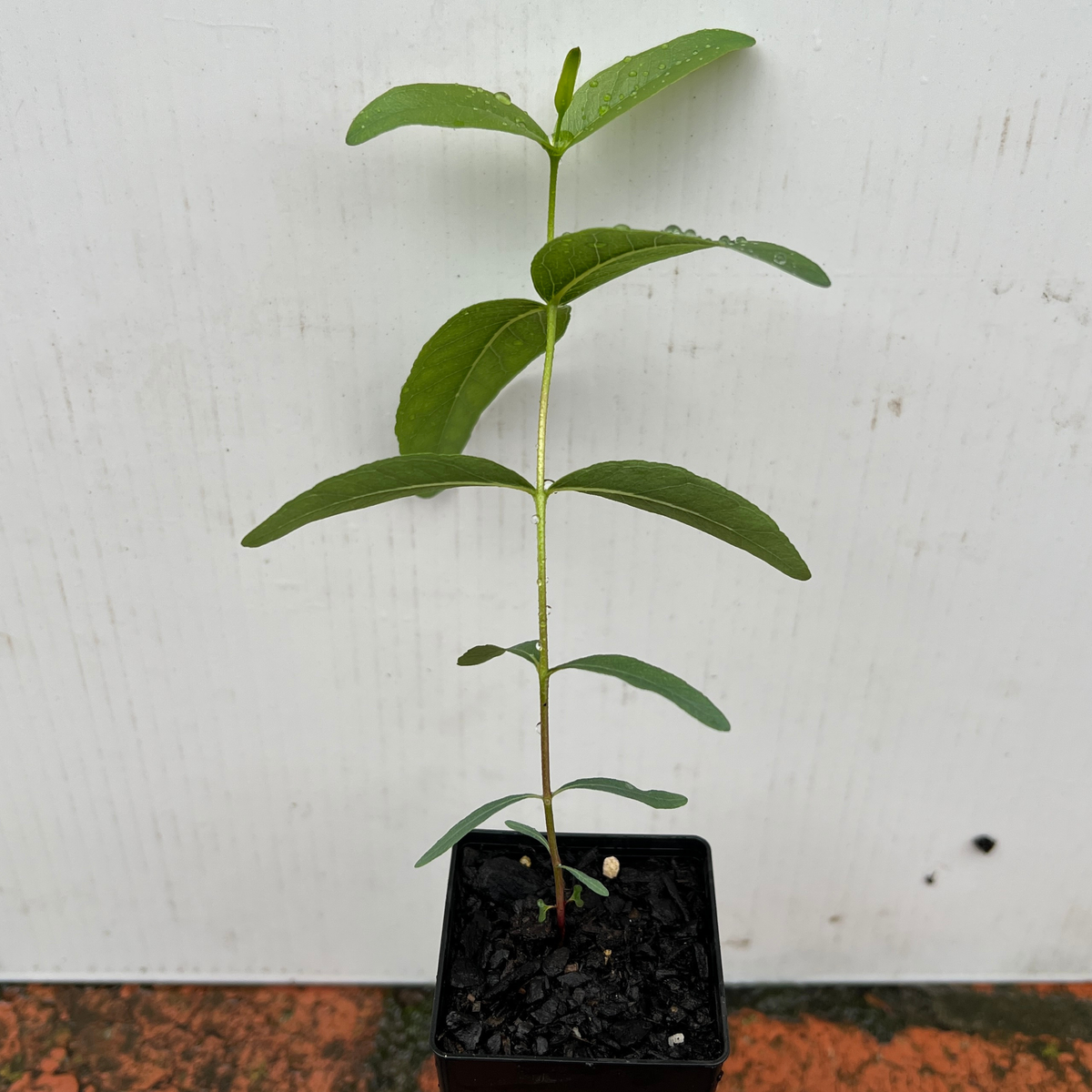 Eucalyptus kitsoniana (Bog Gum)