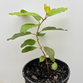 Corymbia ficifolia (Red-flowering Gum)