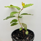 Corymbia ficifolia (Red-flowering Gum)