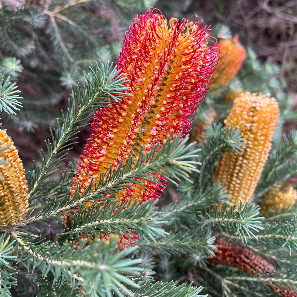 Banksia ericifolia (Heath-leaved Banksia)
