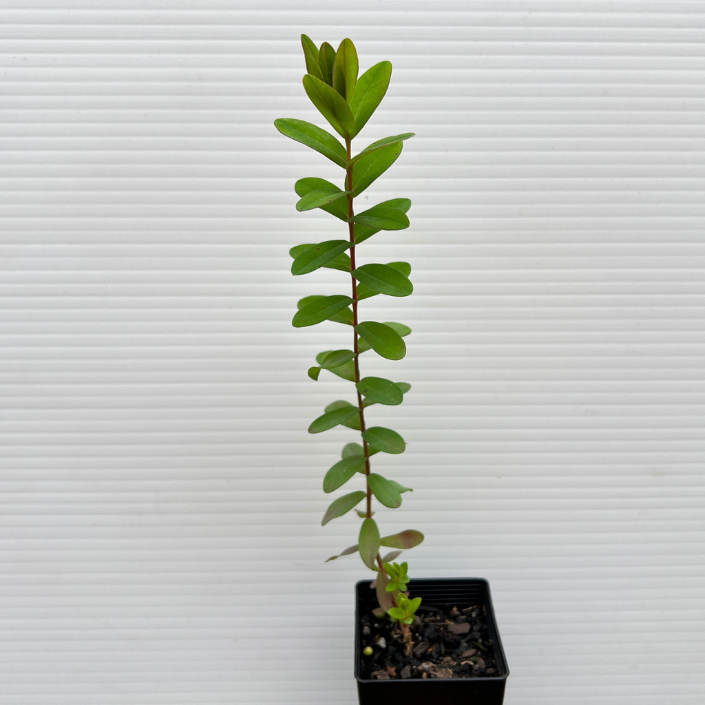 Melaleuca hypericifolia (Hillock Bush)