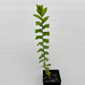 Melaleuca hypericifolia (Hillock Bush)
