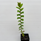 Melaleuca hypericifolia (Hillock Bush)