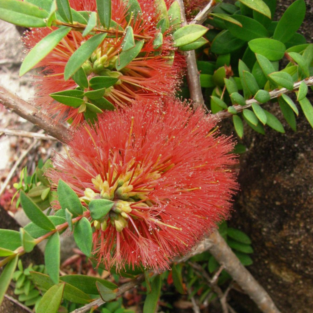 Melaleuca hypericifolia (Hillock Bush)