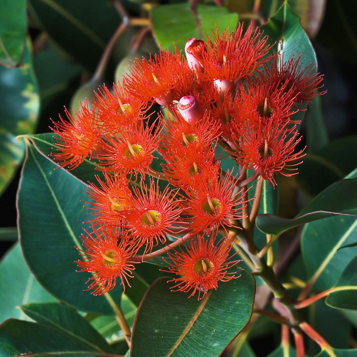Corymbia ficifolia (Red-flowering Gum)