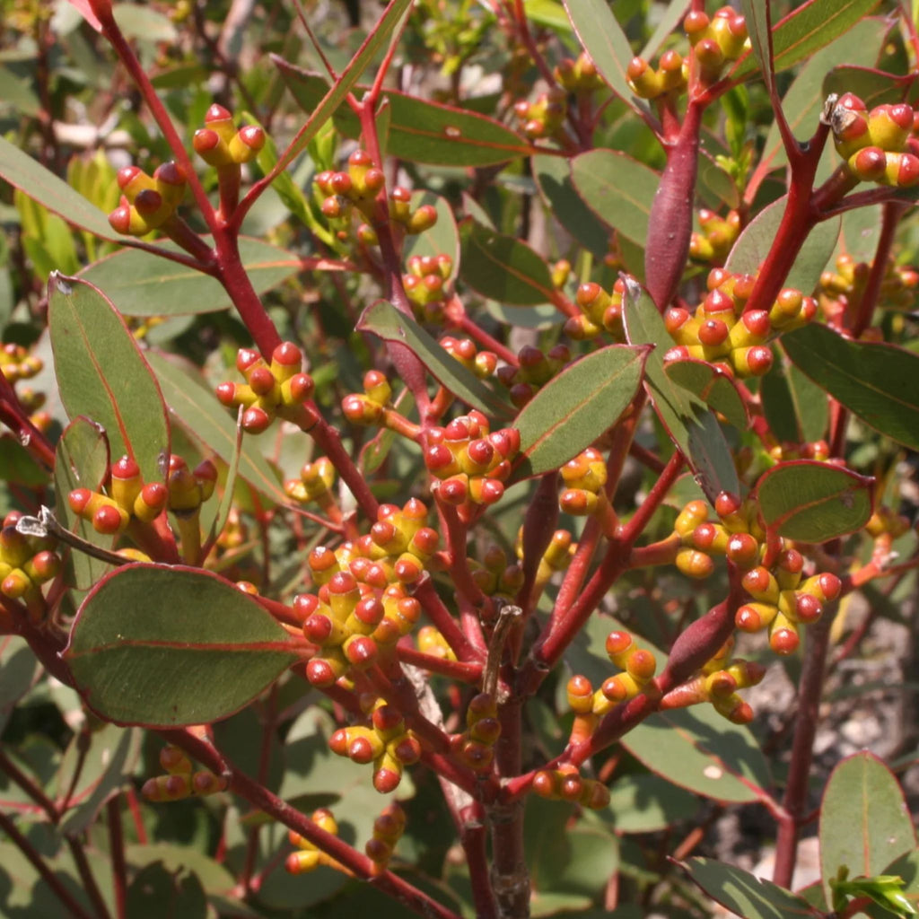 Eucalyptus kitsoniana (Bog Gum)