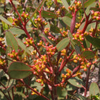 Eucalyptus kitsoniana (Bog Gum)