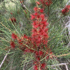 Allocasuarina paludosa (Swamp Sheoak)