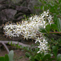 Bursaria spinosa subsp. spinosa (Sweet Bursaria)