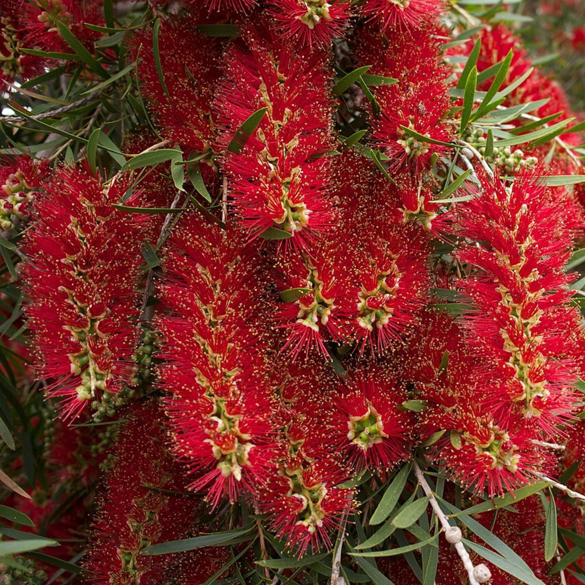 Melaleuca viminalis (Weeping Bottlebrush)