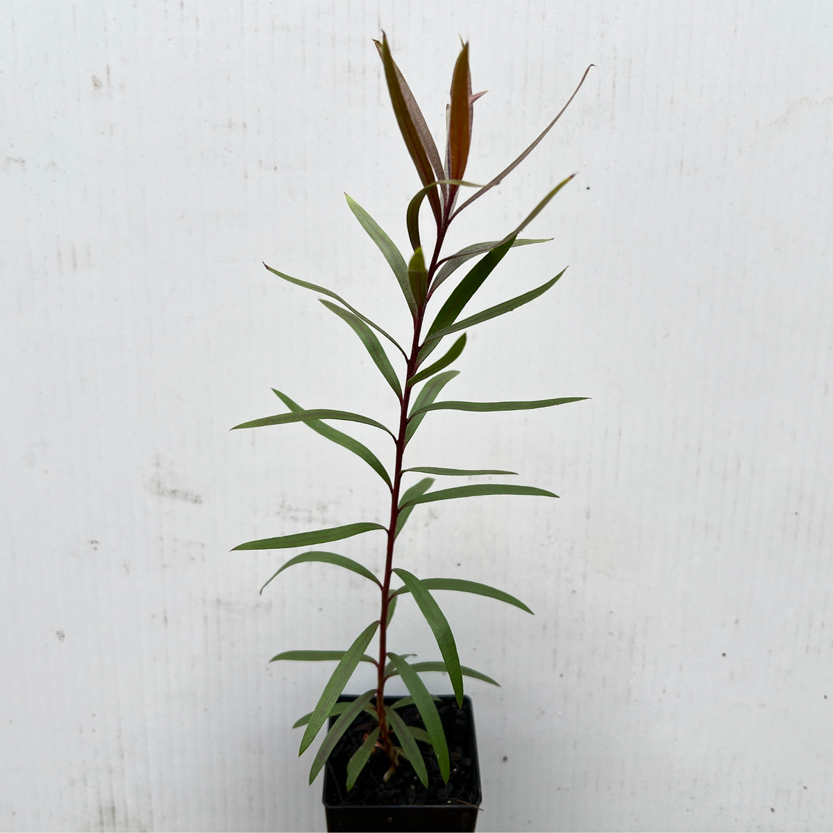 Melaleuca viminalis (Weeping Bottlebrush)