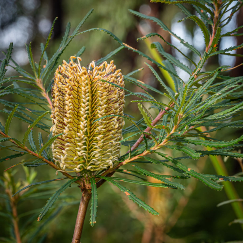 Banksia cunninghamii
